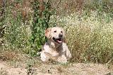 GOLDEN RETRIEVER 255